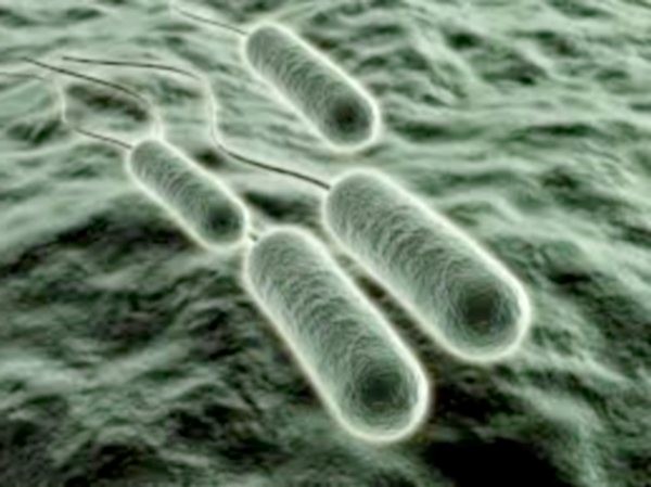 Des bactéries dans un milieu isolé depuis 1,5 milliard d'années