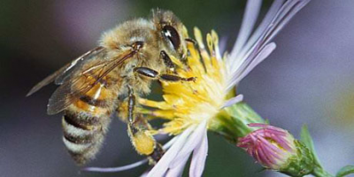 Pesticides : pitié pour les abeilles !