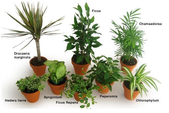 Liste des plantes dépolluantes qui purifient l’air de nos intérieurs